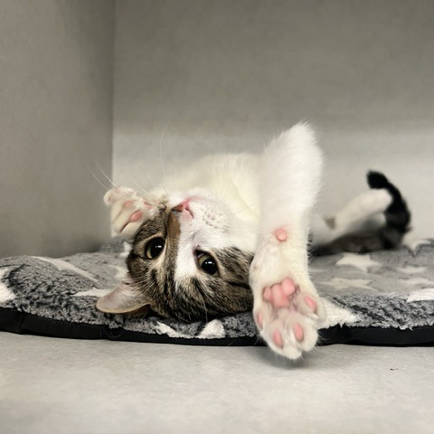 NELL - Domestic Shorthair available for adoption