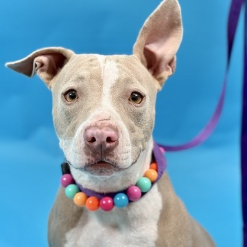 Cupcake — thumbnail 3