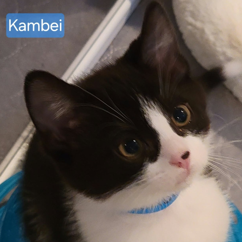 Kambei