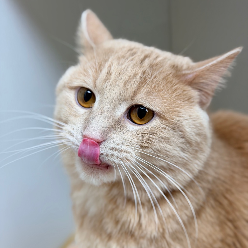 Kimba — thumbnail 2