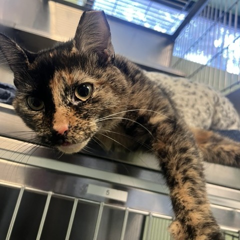 BAILEY - Domestic Shorthair available for adoption