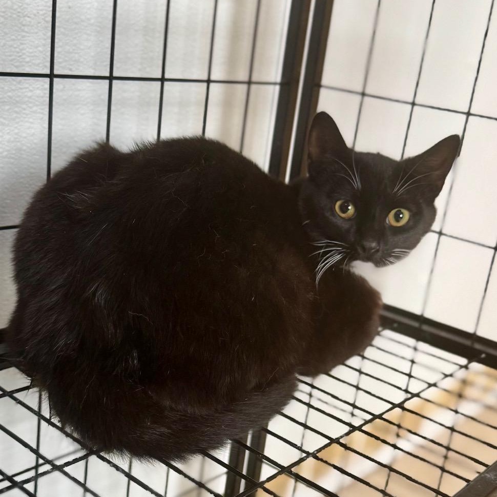 TOPHER - Domestic Shorthair available for adoption