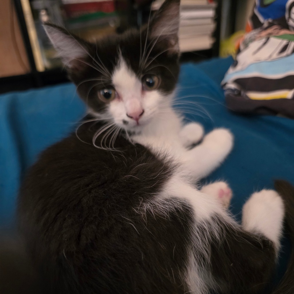 CHEERIO - Domestic Shorthair available for adoption