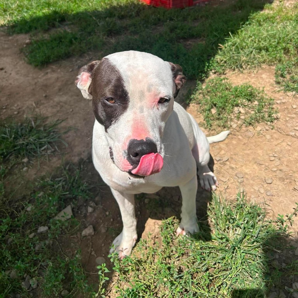 Ginny (Prada) Graduate of Paws-in-Prison program!, photo 10
