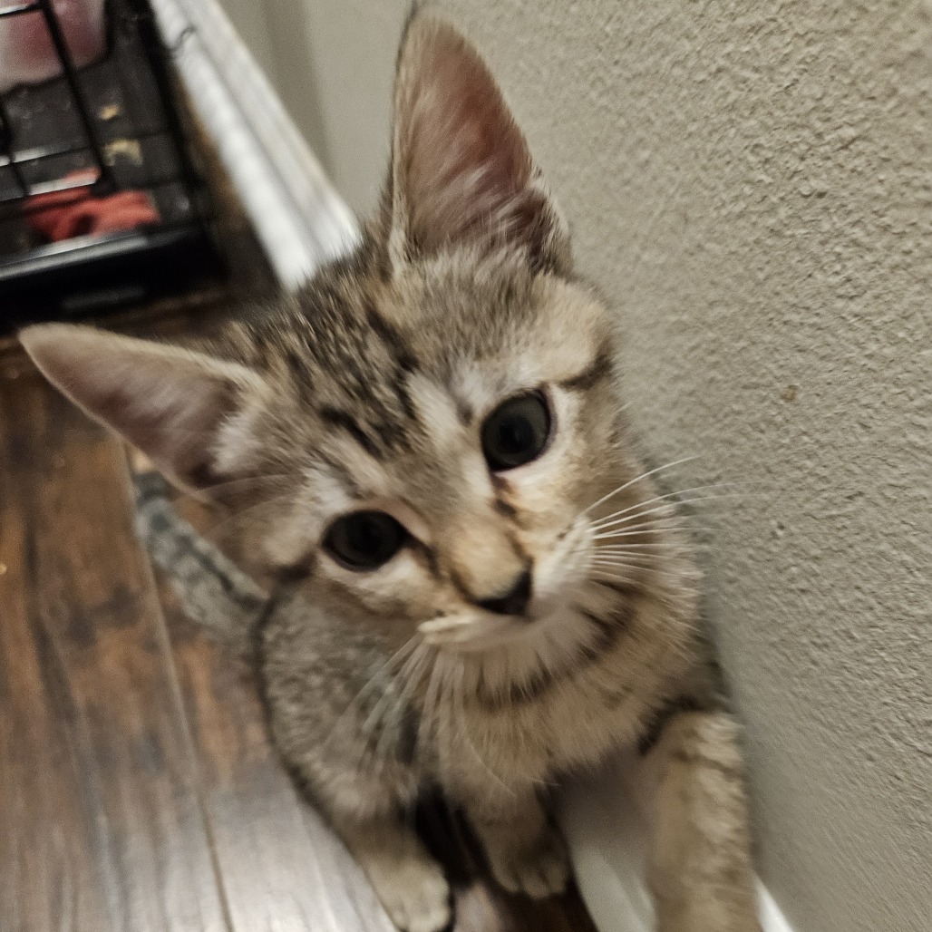 TIPPY - Domestic Shorthair available for adoption