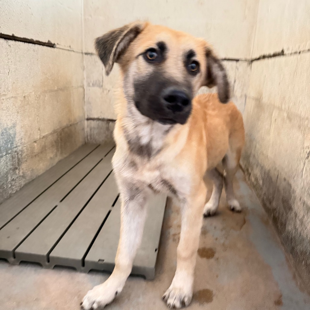 INOSUKE - Shepherd available for adoption