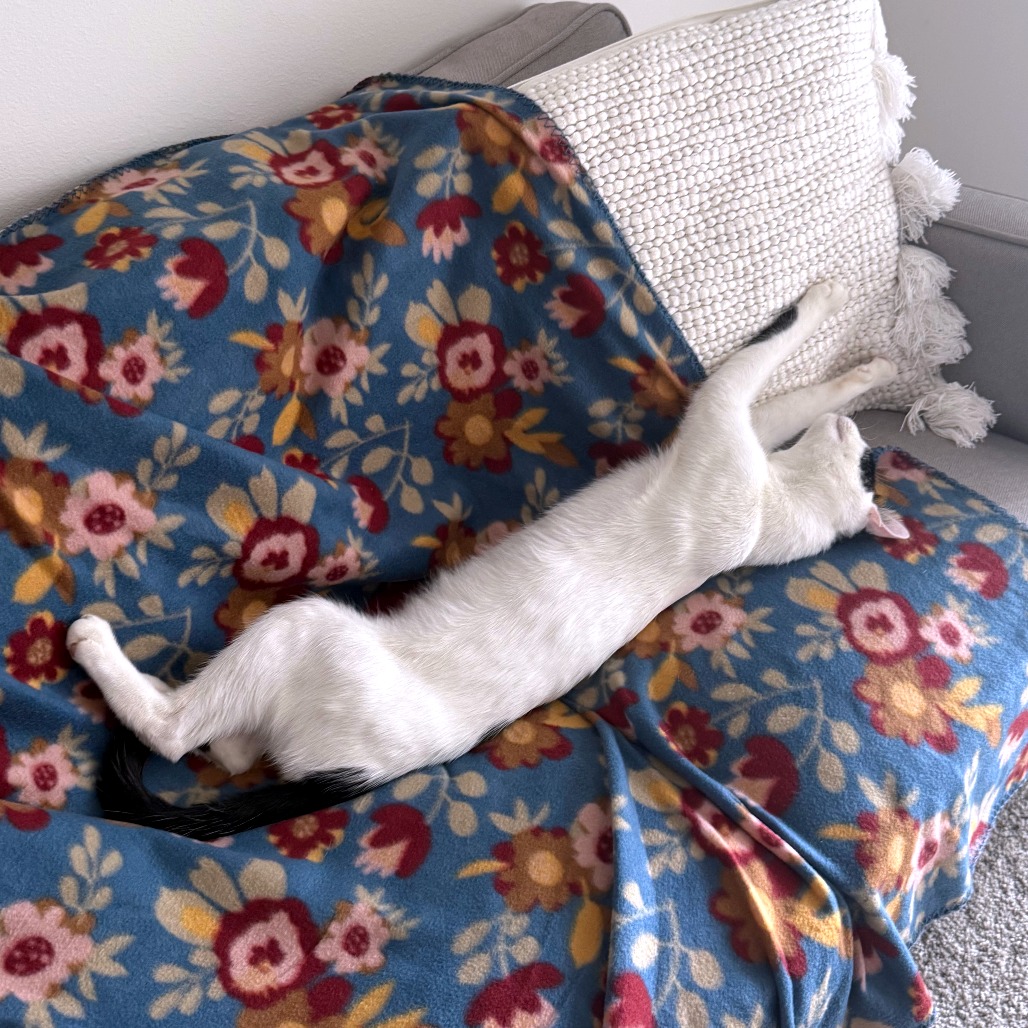 Skronkly — thumbnail 9