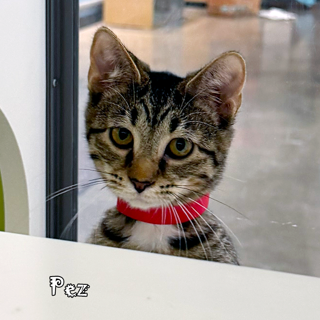 Pez, an adoptable cat