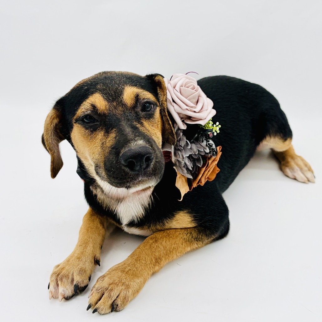 Roxie, photo 5