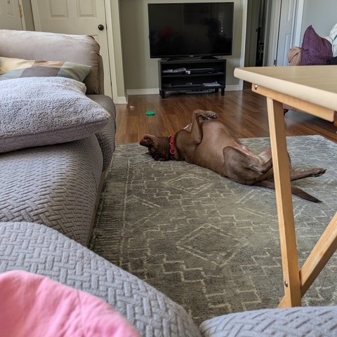 Rex, photo 28