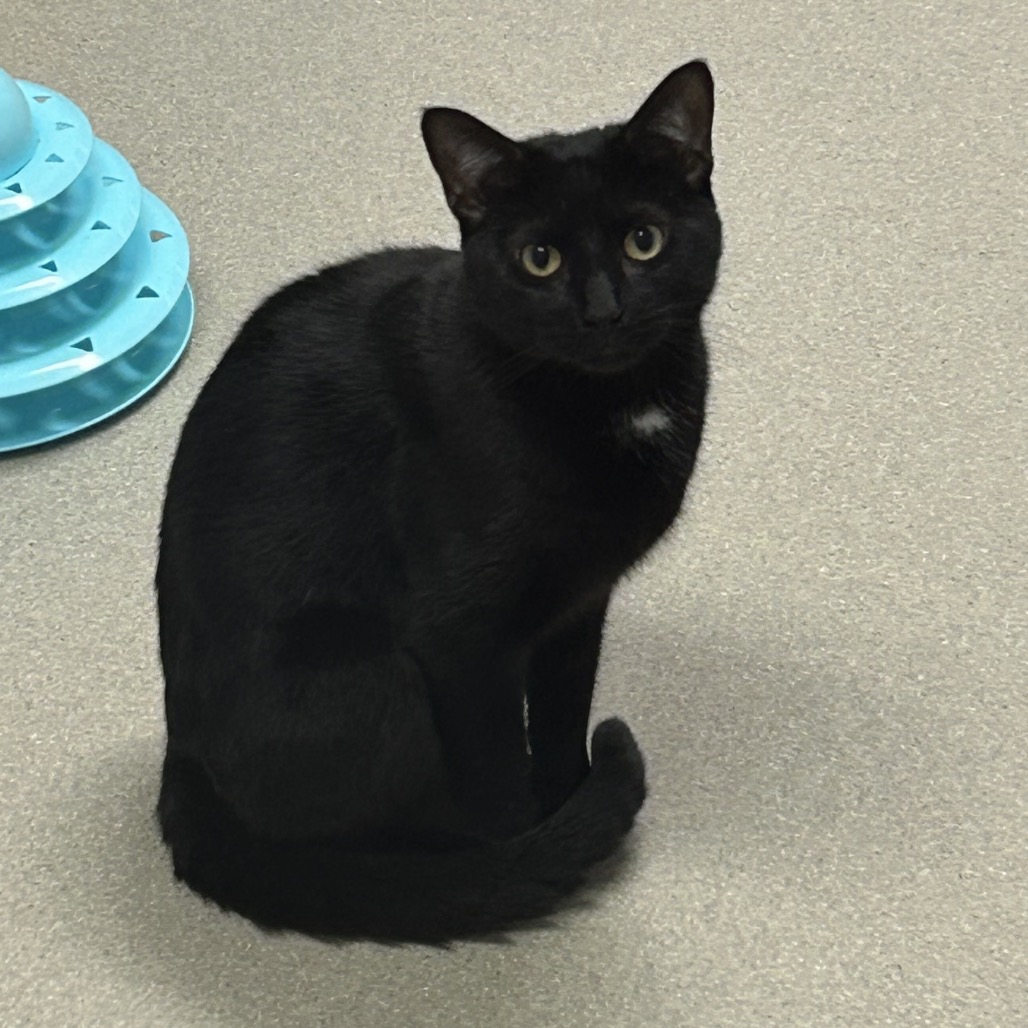 LOGAN - Domestic Shorthair for adoption in Stamford
