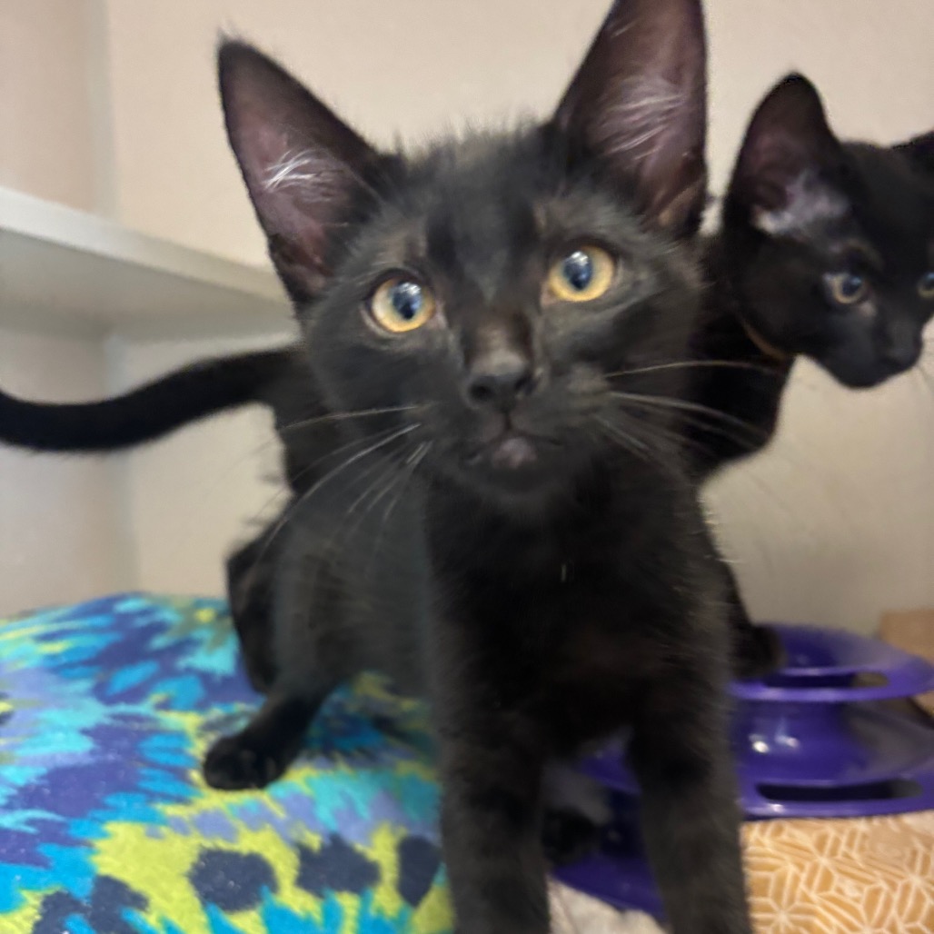 Bolivia - Domestic Shorthair
