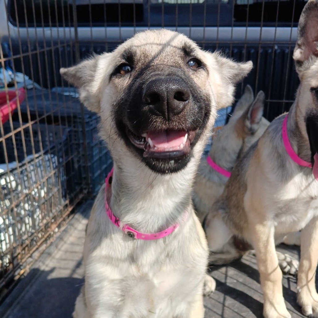 Olivia, available for adoption at PVAS