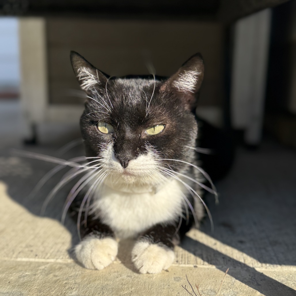 BATMAN - Domestic Shorthair available for adoption