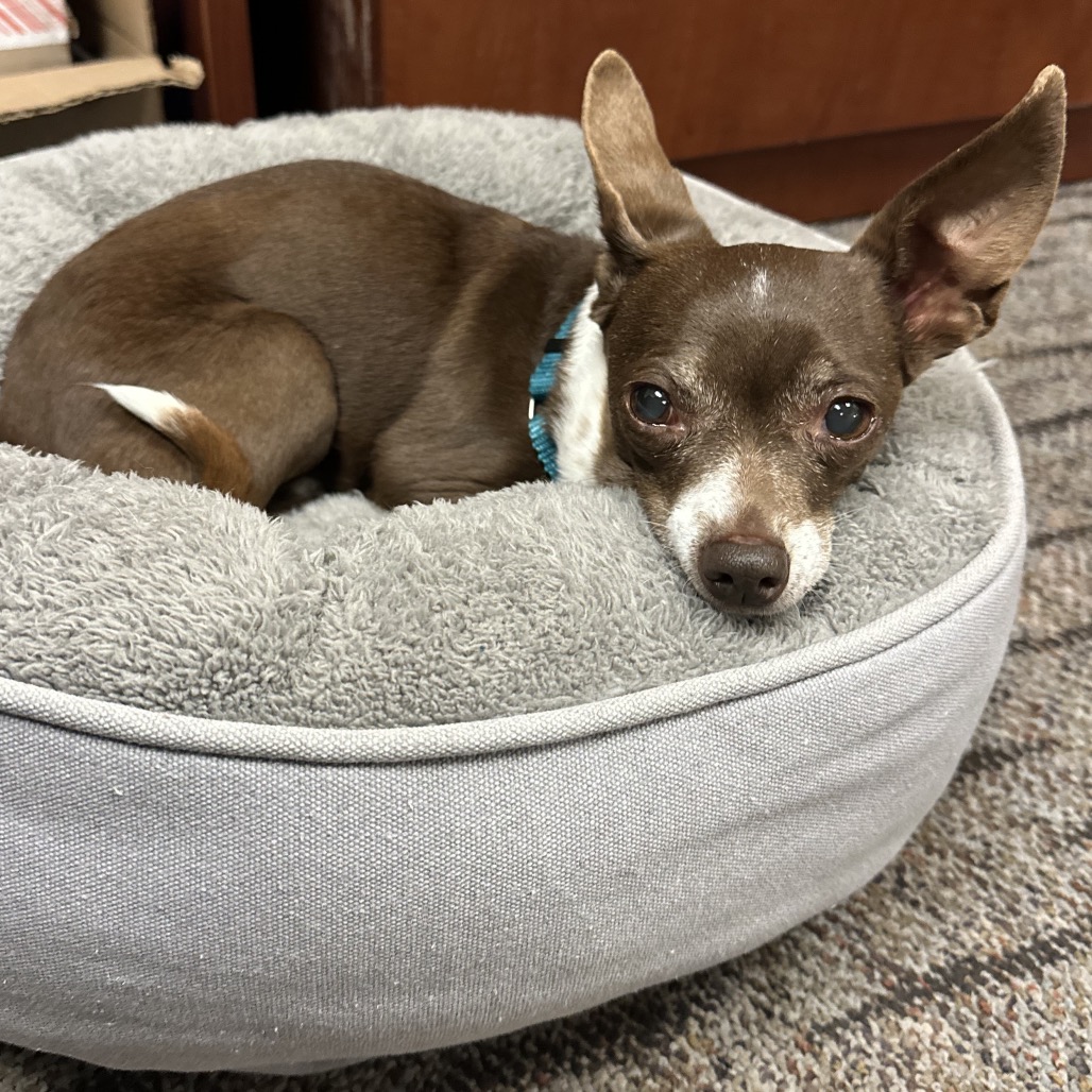 Little Bo Peep--In Foster***ADOPTION PENDING***, photo 2