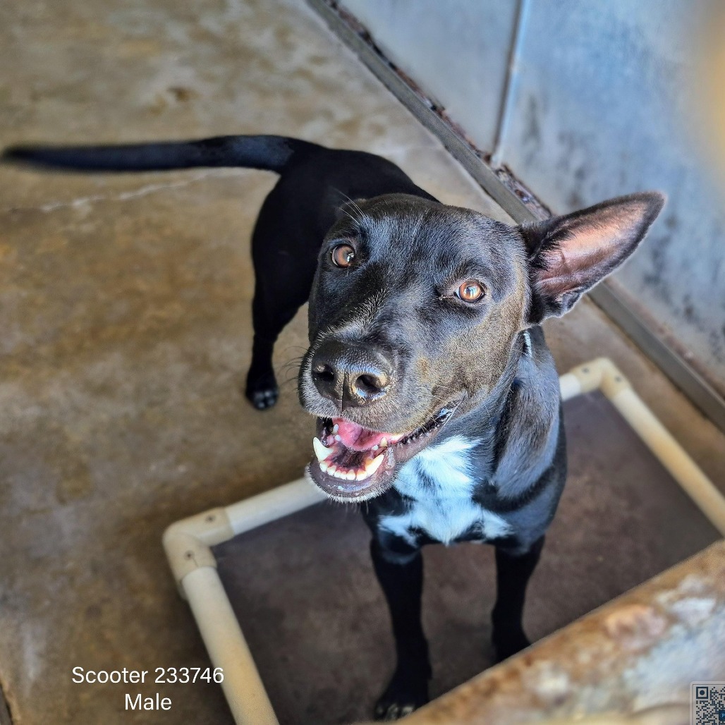 SCOOTER - Shepherd / Terrier, American Staffordshire available for adoption