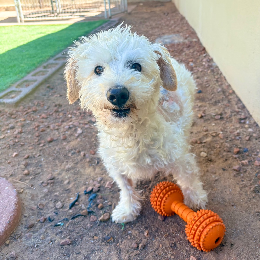 ELMER - Mixed Breed (Small) available for adoption