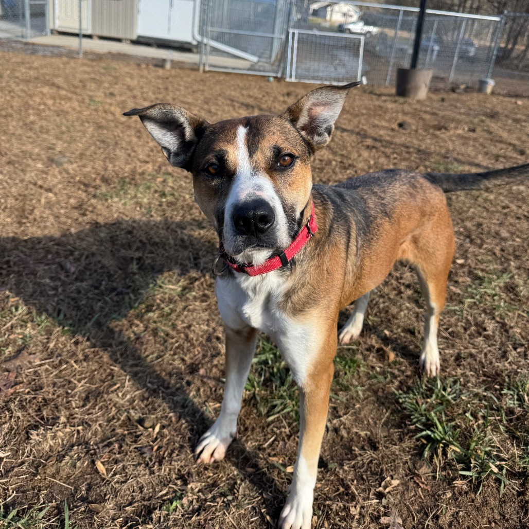 Rhett, photo 16