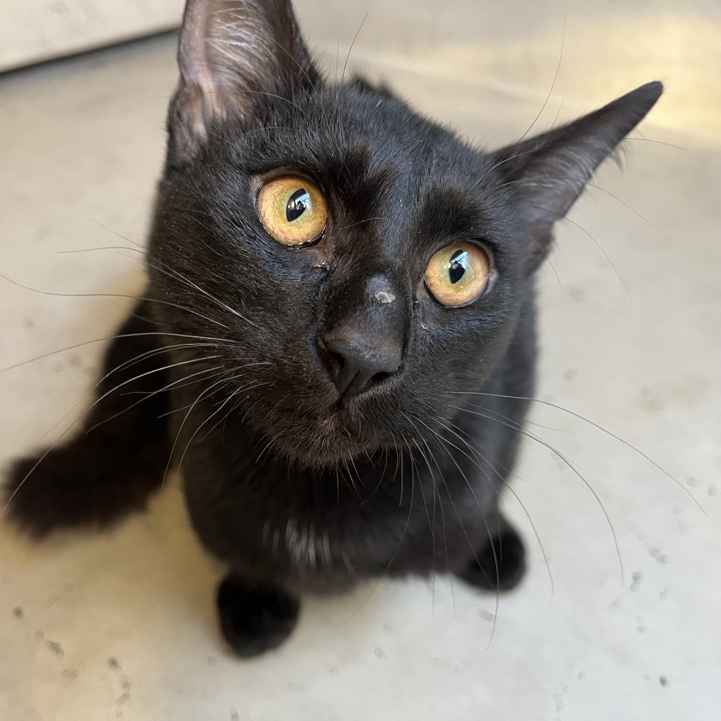 Meatball — thumbnail 2