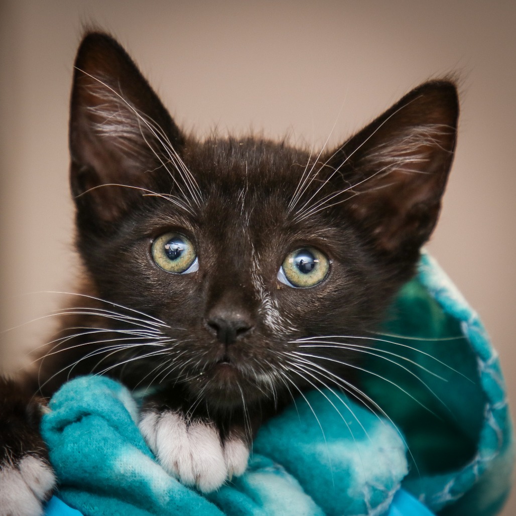 JINGLE JAM - Domestic Shorthair / Mix for adoption in Hattiesburg