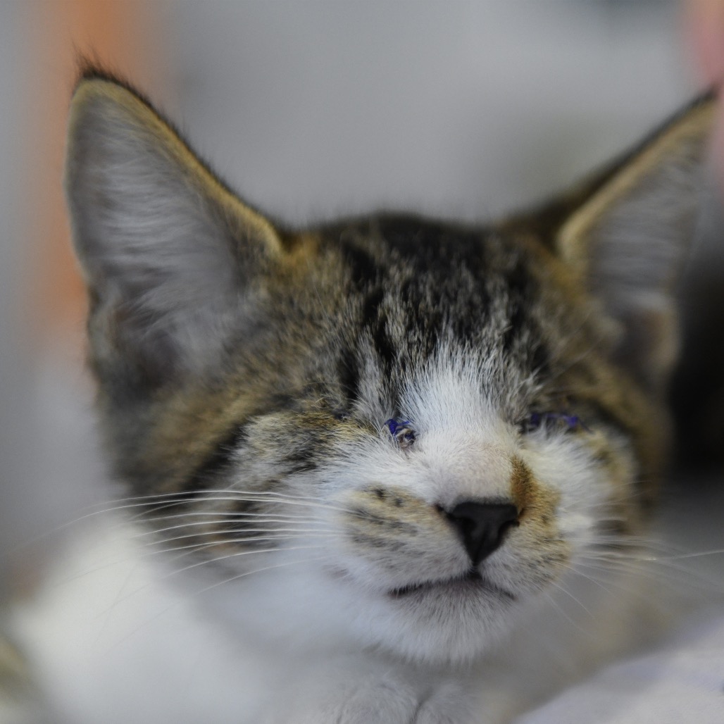 Gordon - Domestic Shorthair