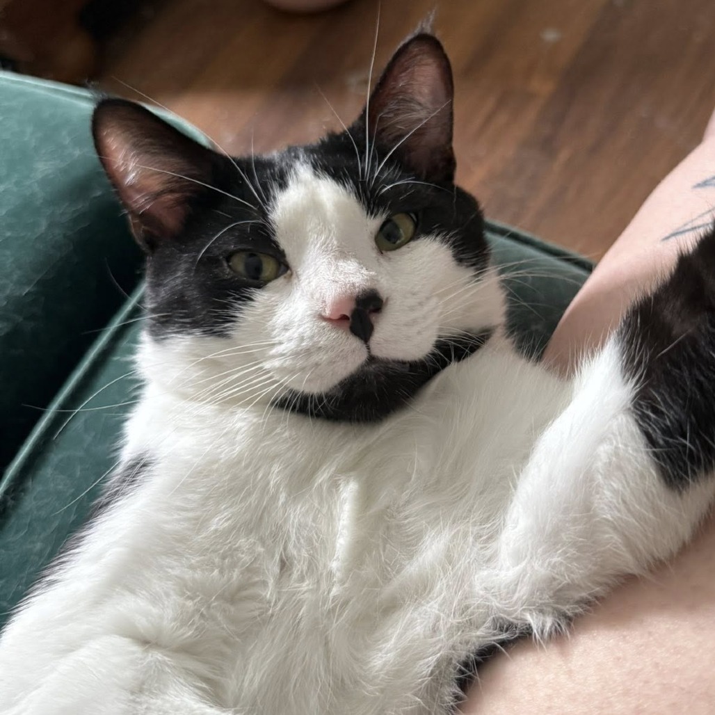 A 10Th Life Cat Rescue Dayton Ohio: Saving Lives, One Cat at a Time