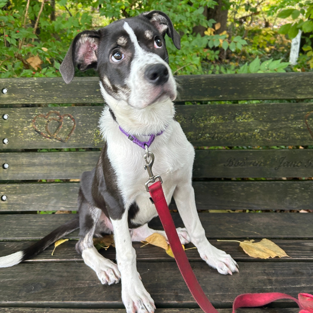 Taffy, photo 22