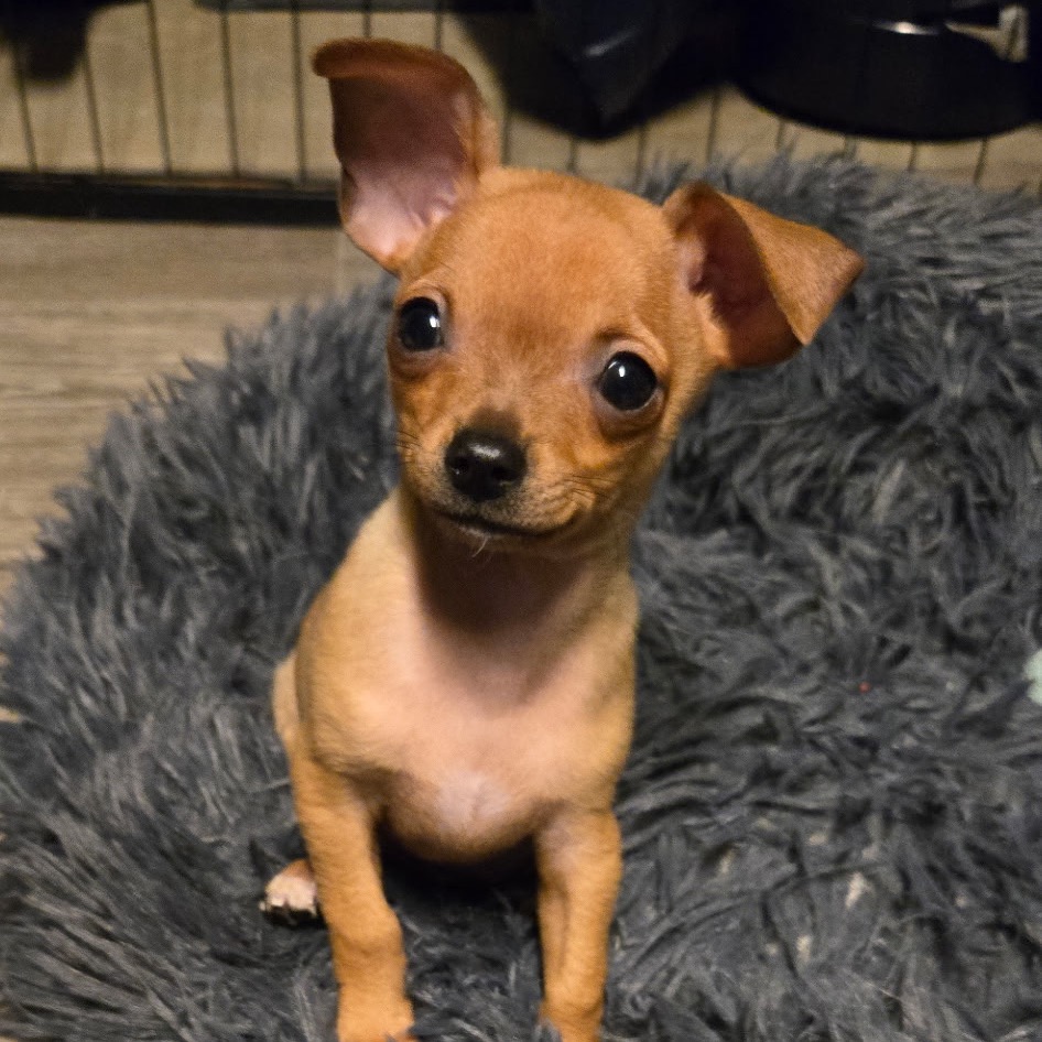 Colby, photo 7