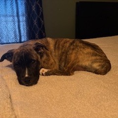 Chantilly Lace — thumbnail 5