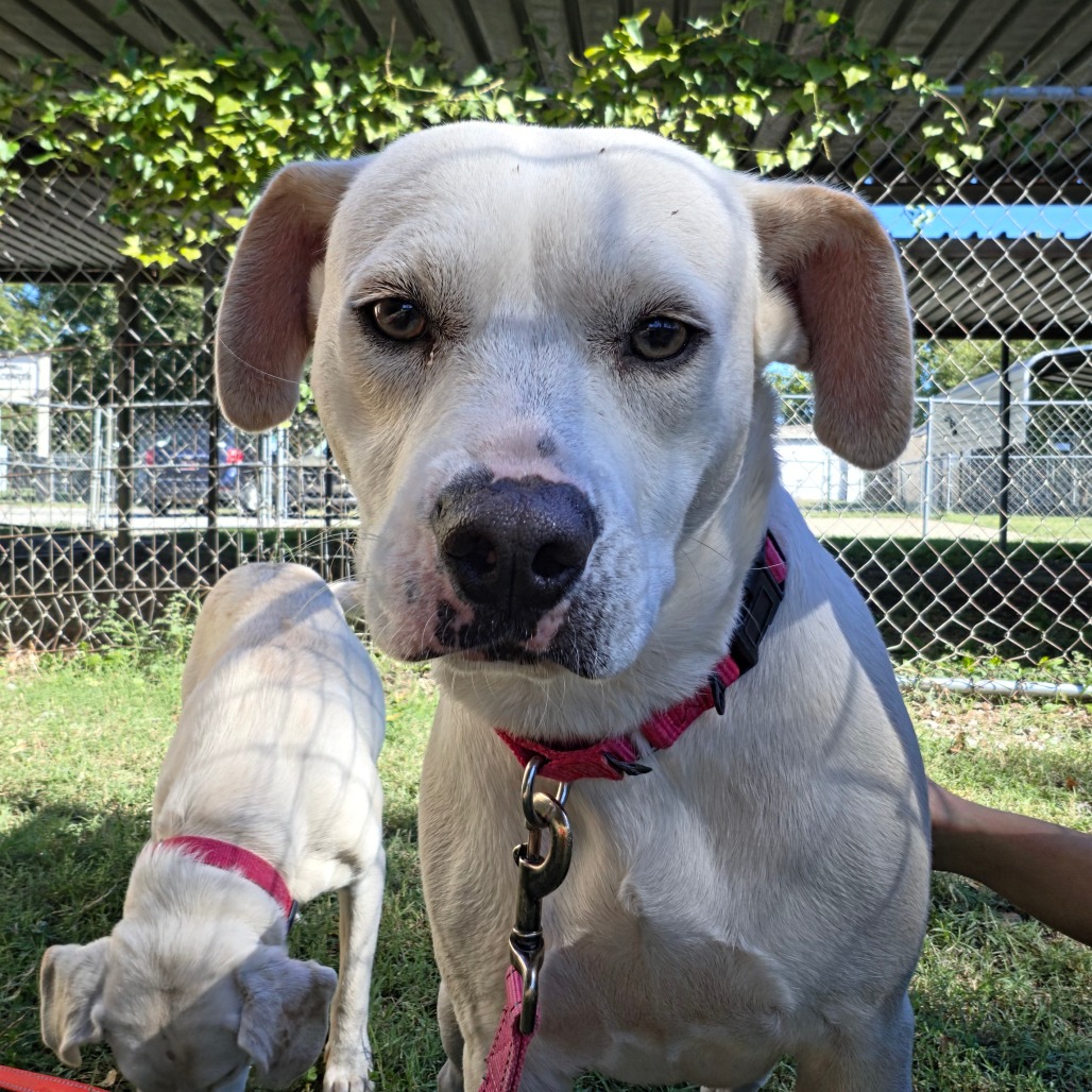 Roxy