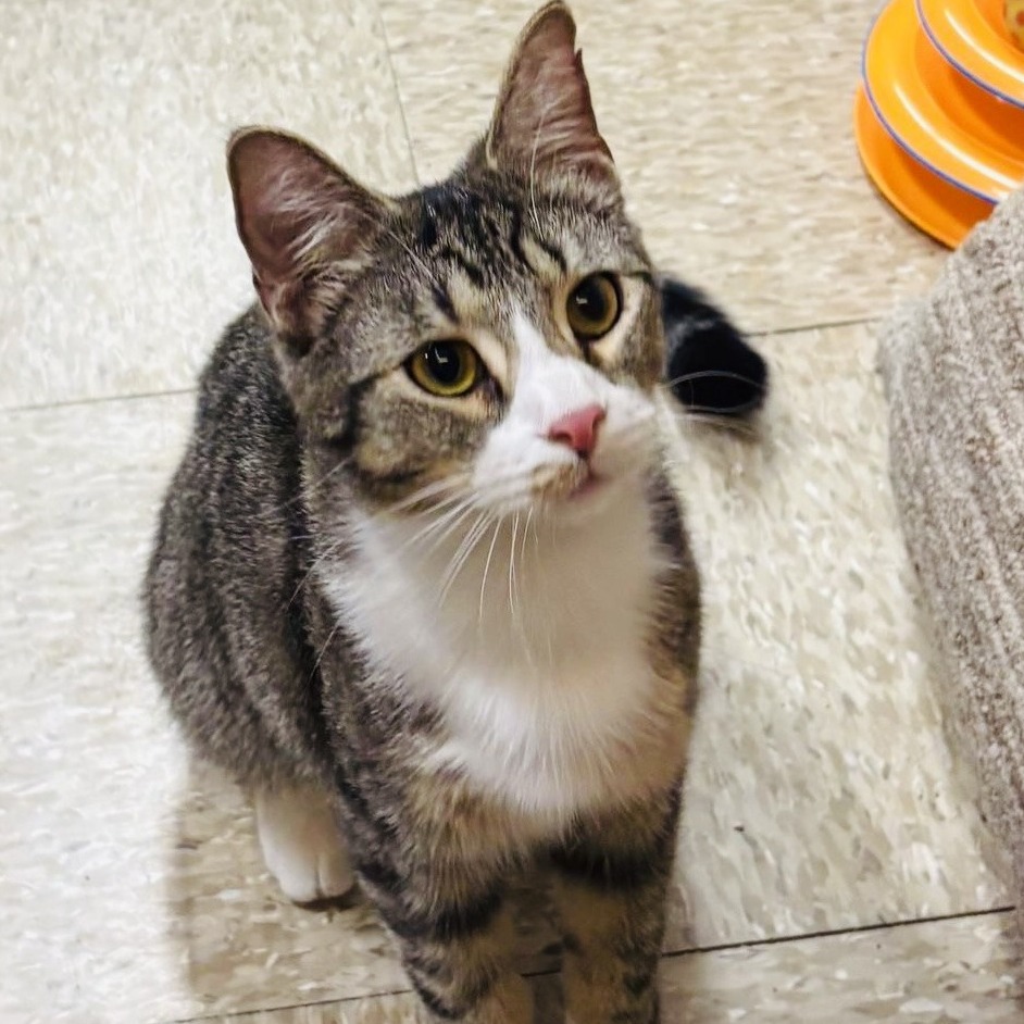 Oscar