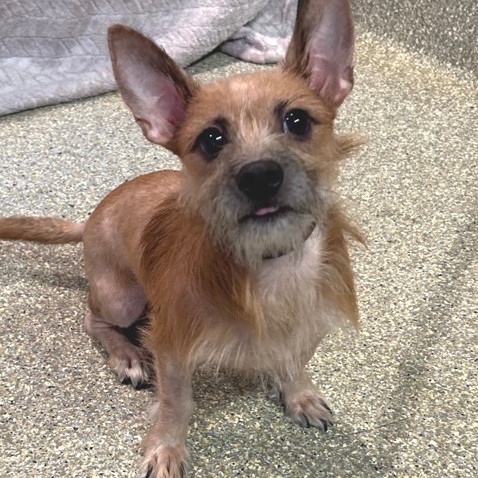Gizmo - Chino Hills Location