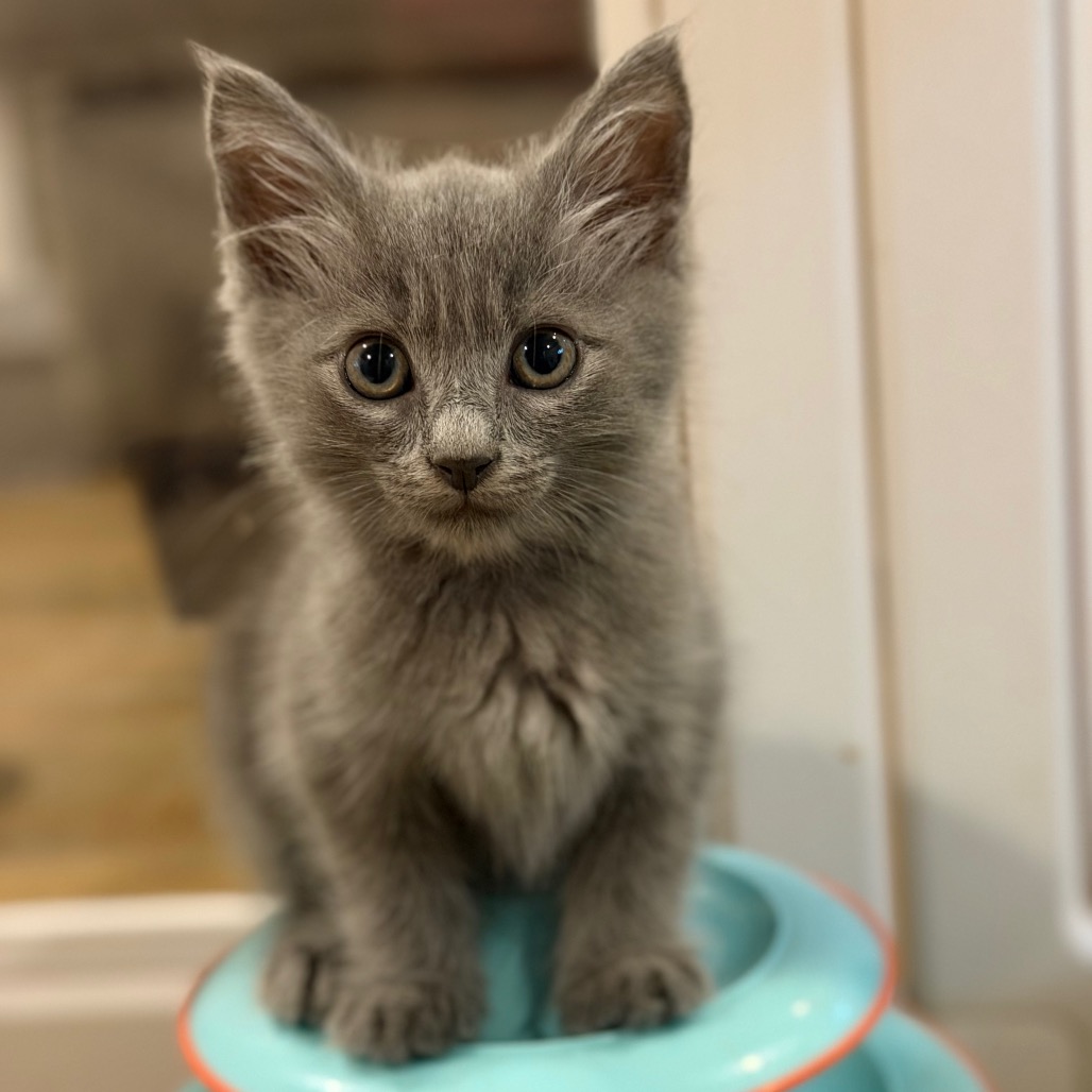 HITCH - Domestic Medium Hair available for adoption