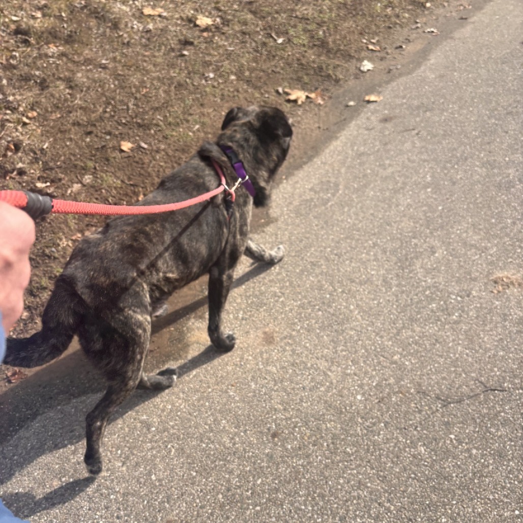 Archie — thumbnail 8