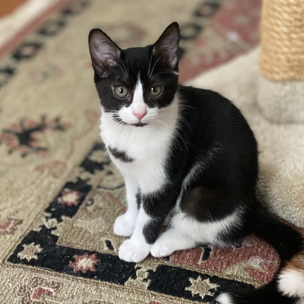 JAZZY - Domestic Shorthair for adoption in Roswell