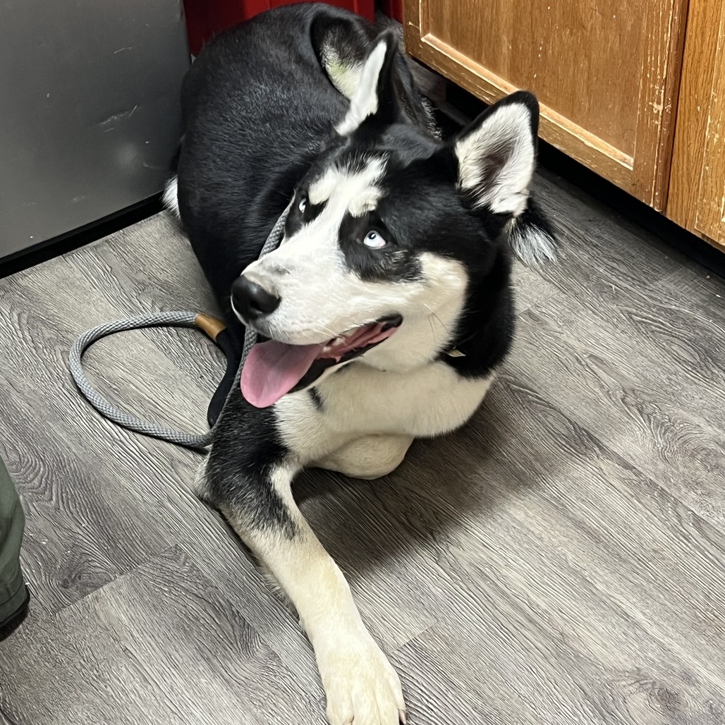 BANE - Husky, Siberian / Shepherd available for adoption