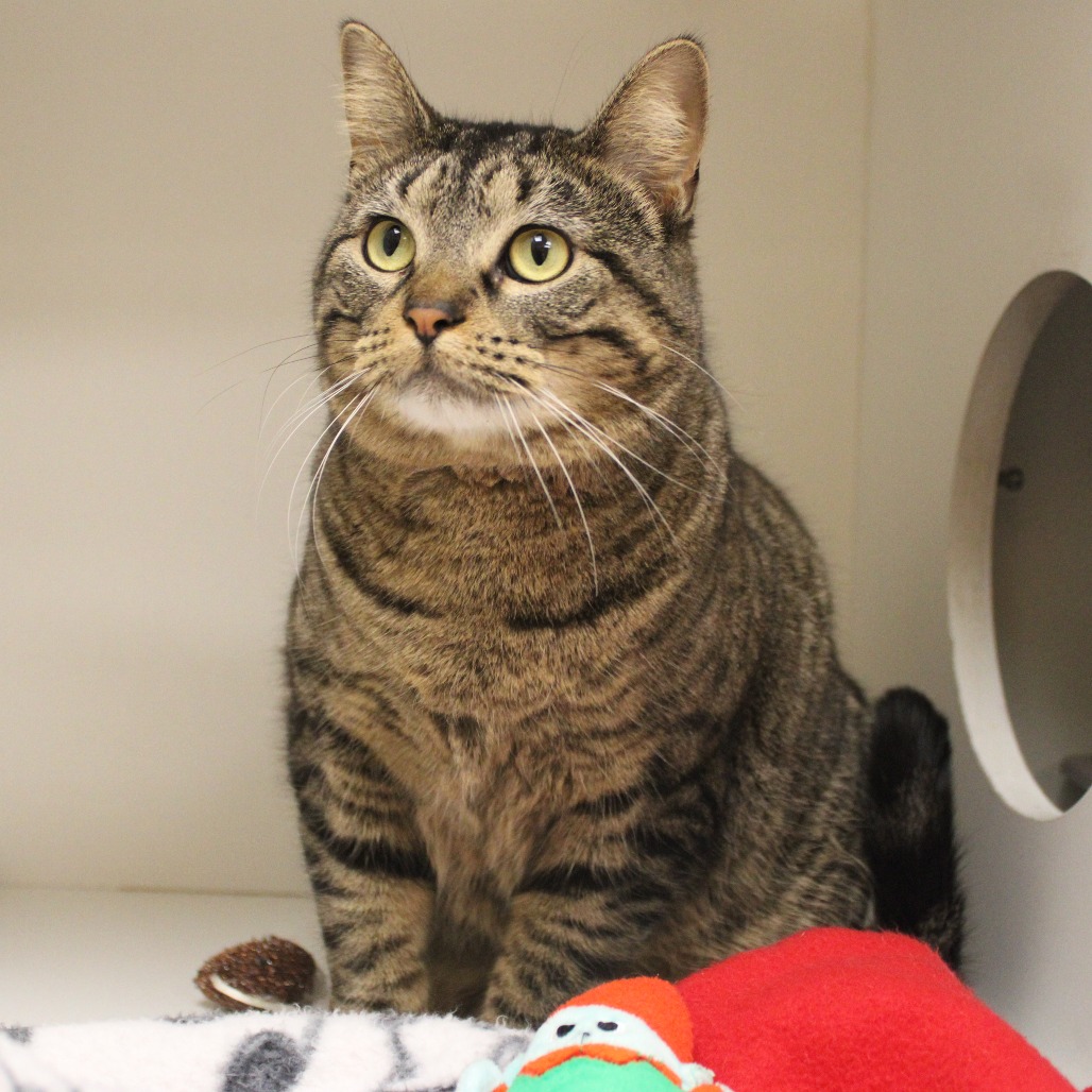 Evangeline — thumbnail 3