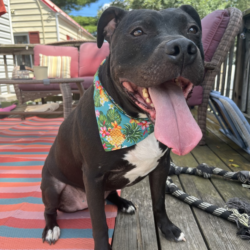 Bowser, photo 60