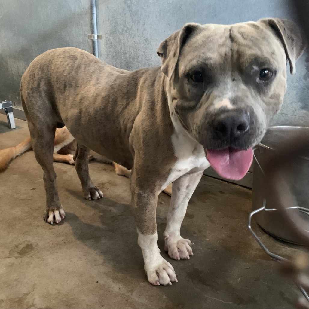 NORMAN - Terrier, Pit Bull / Mixed Breed (Medium) available for adoption