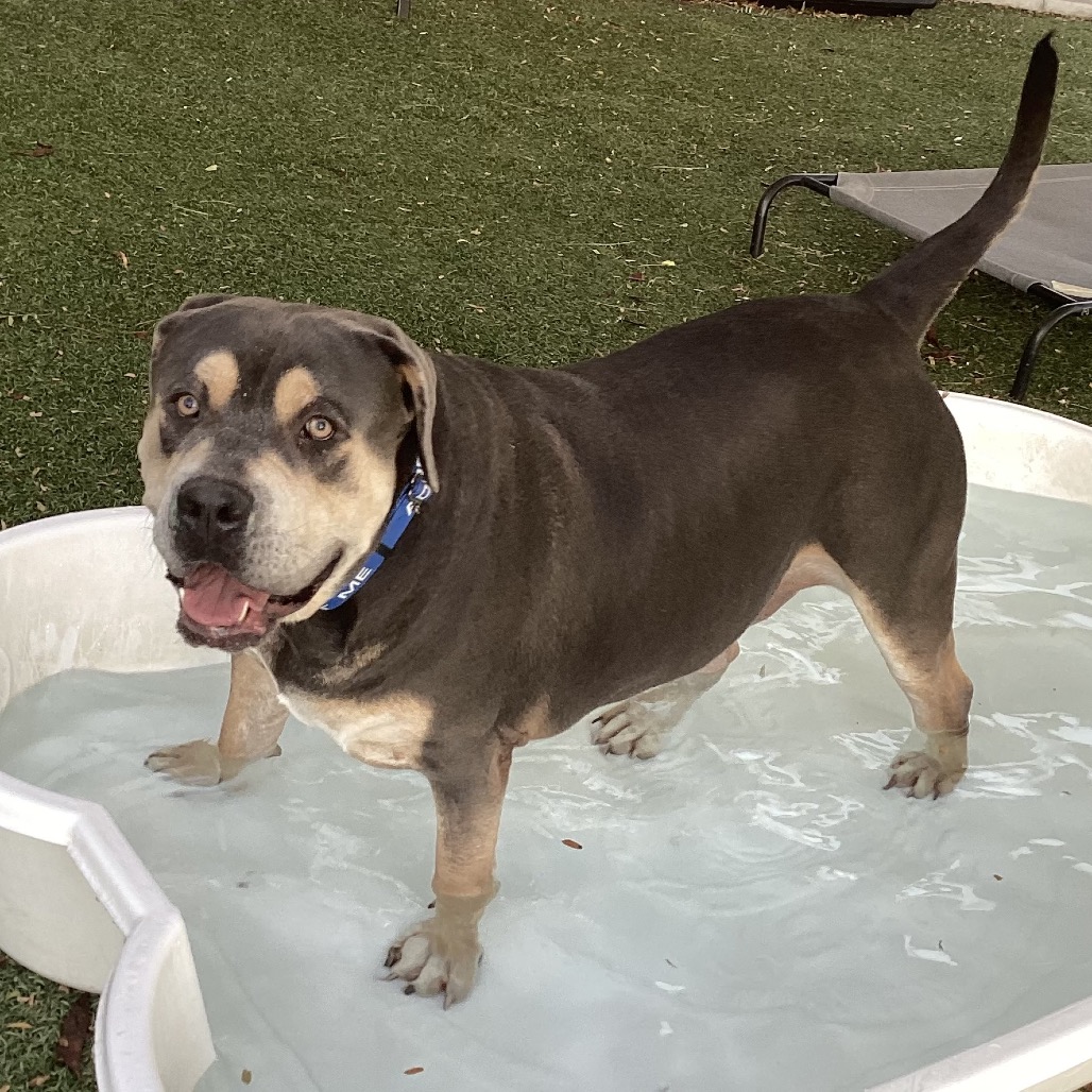 GUS GUS - Bulldog, American / Mixed Breed (Large) available for adoption