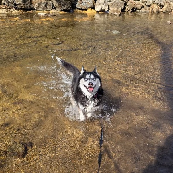 Koda, photo 7
