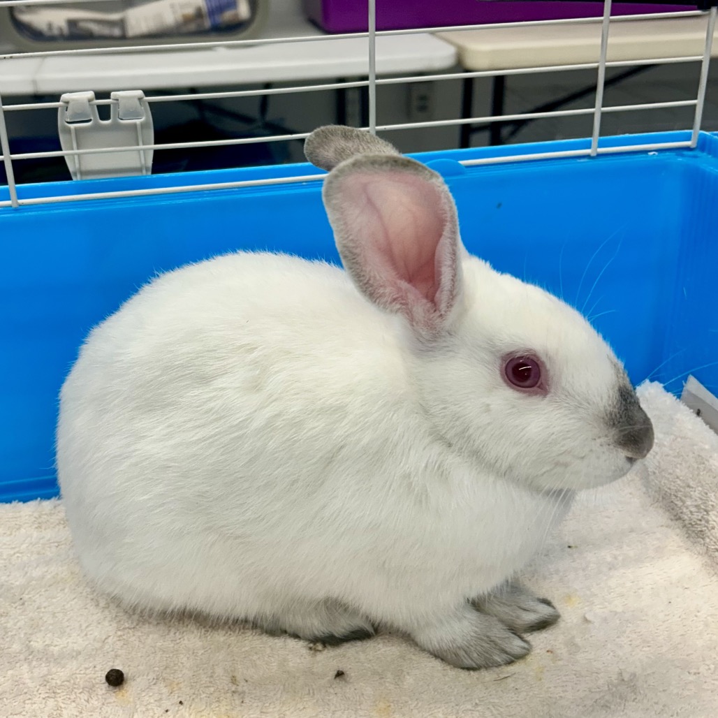 LANTANA - American available for adoption