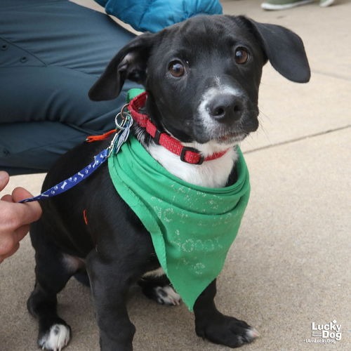 SENOR VADER - Chihuahua / Mix available for adoption