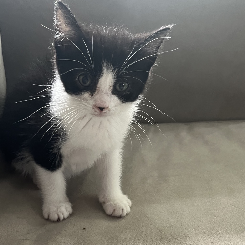 INKY - Domestic Shorthair available for adoption