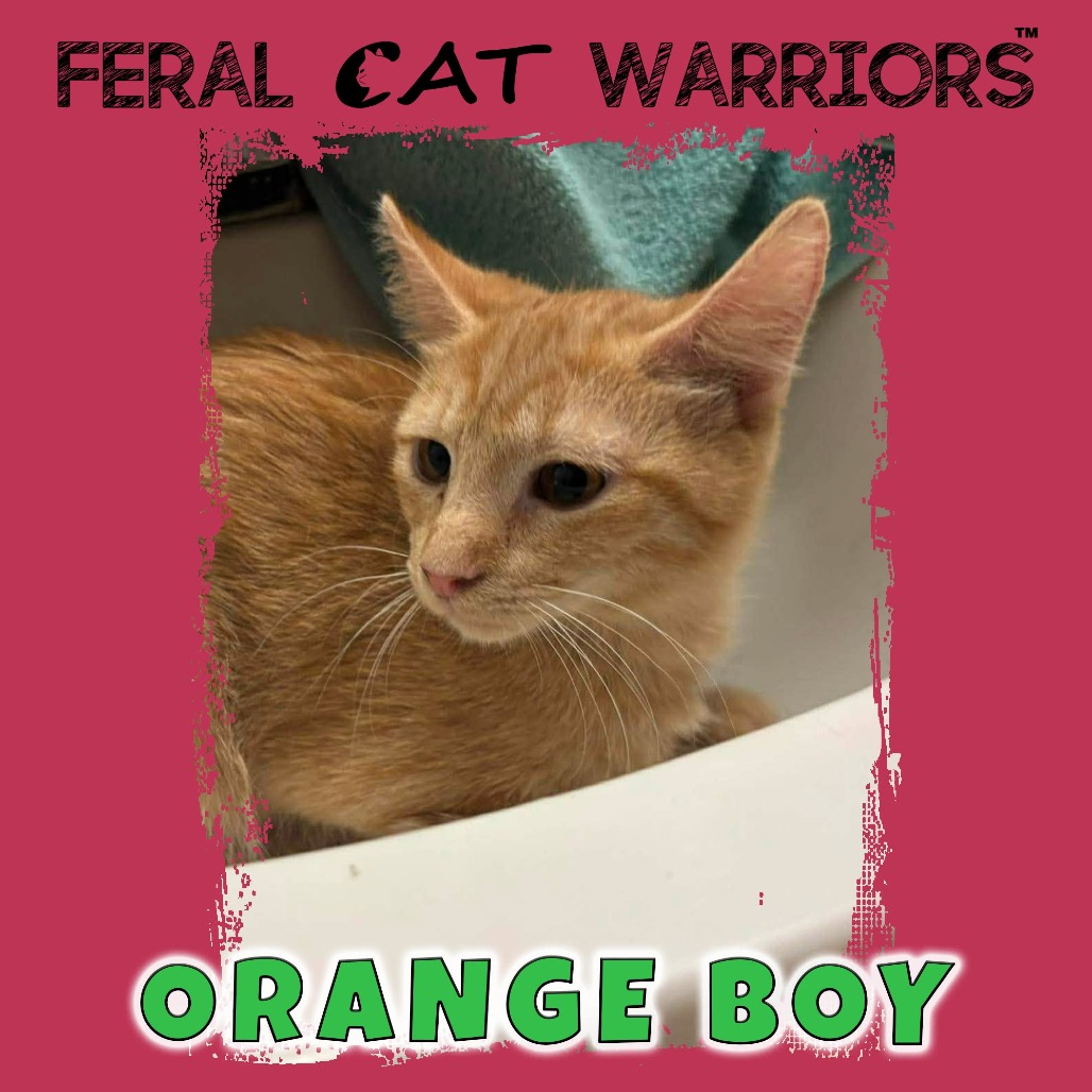 Orange Boy