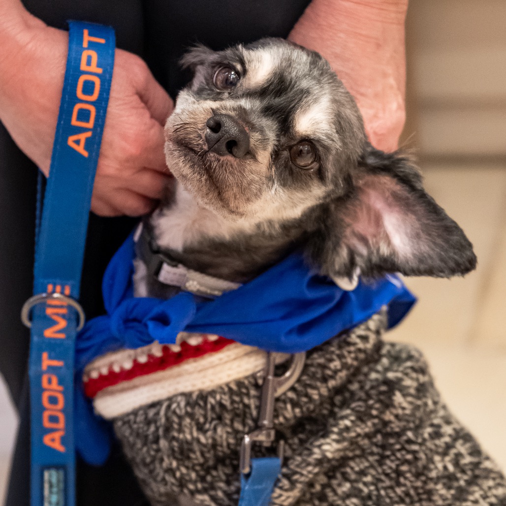 ARNOLD SCHNAUZER - Schnauzer / Mixed Breed (Small) available for adoption