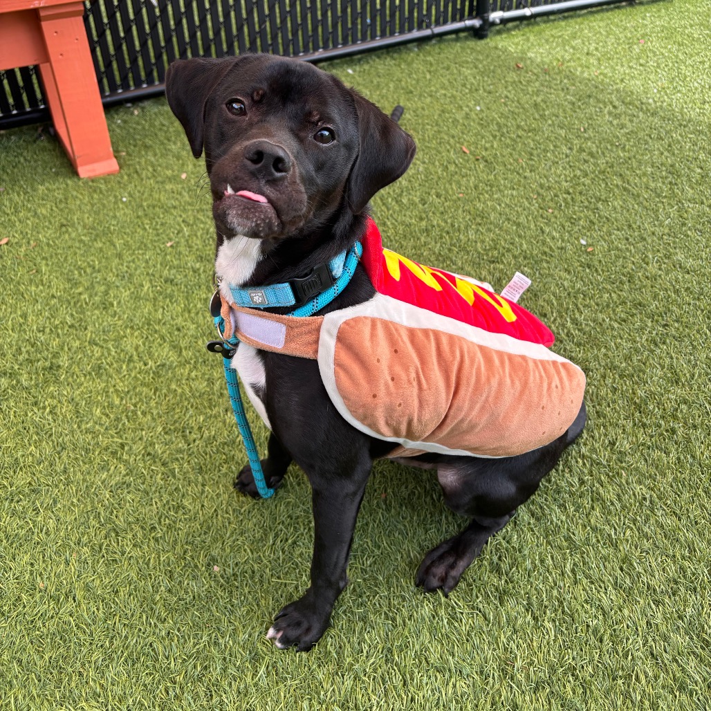 BEAR - Mixed Breed (Medium) available for adoption