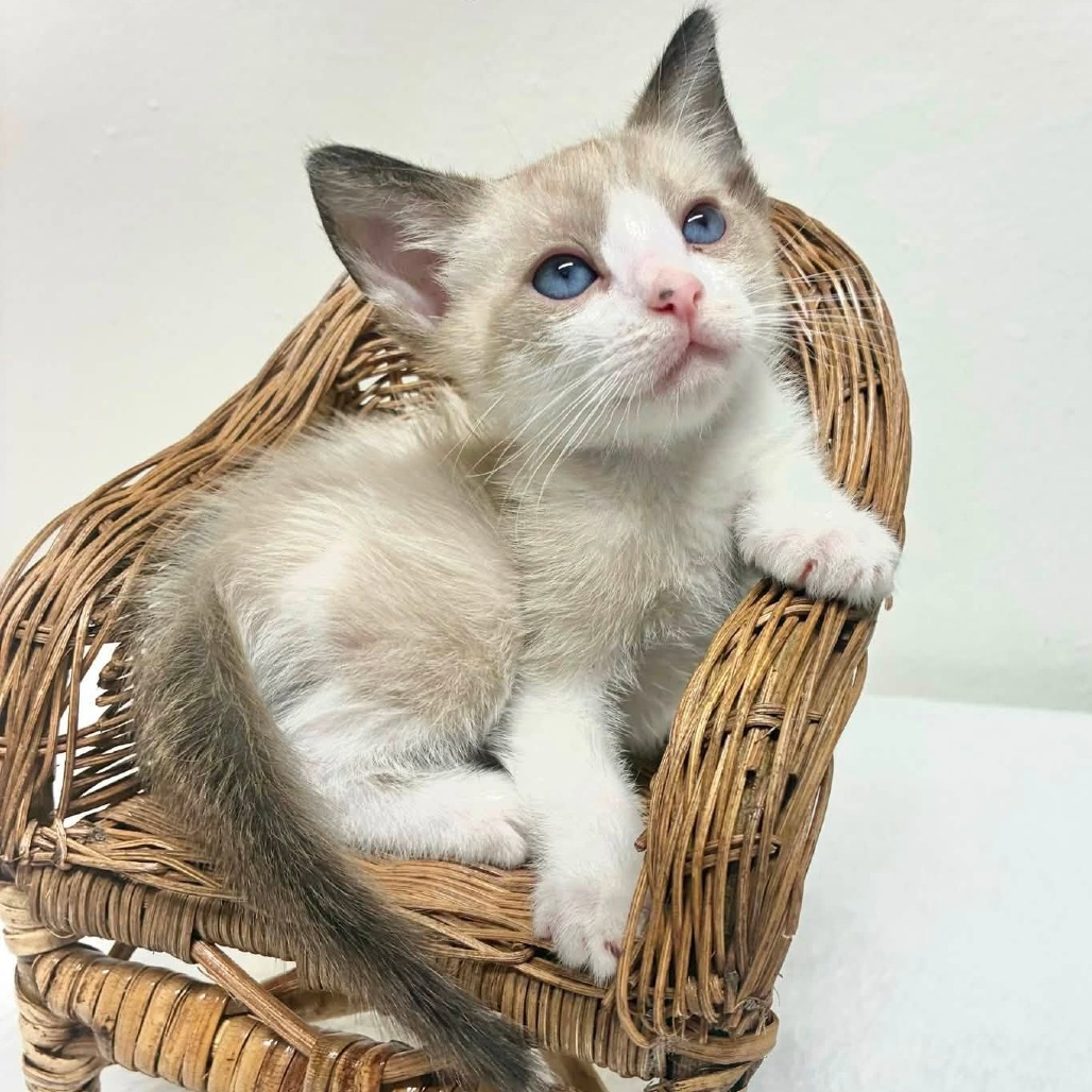 LUKE BRYAN - Domestic Shorthair available for adoption