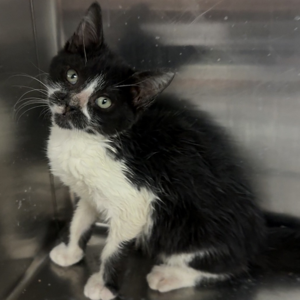 MOOSE - Domestic Shorthair available for adoption