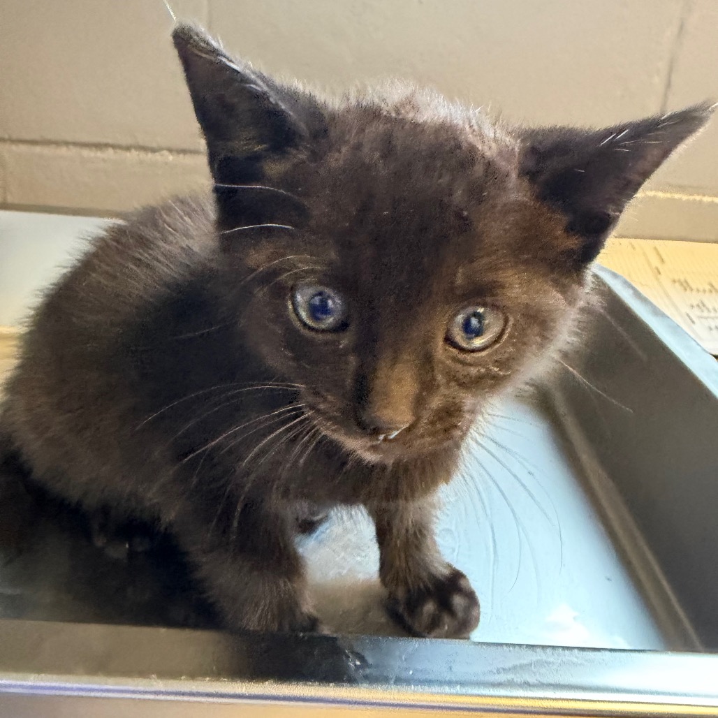 Tusc Stray 84296 2